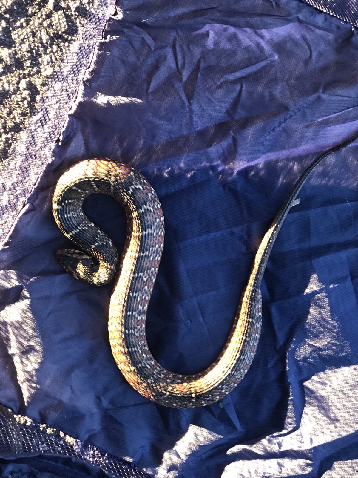 Can Snakes Climb Walls?