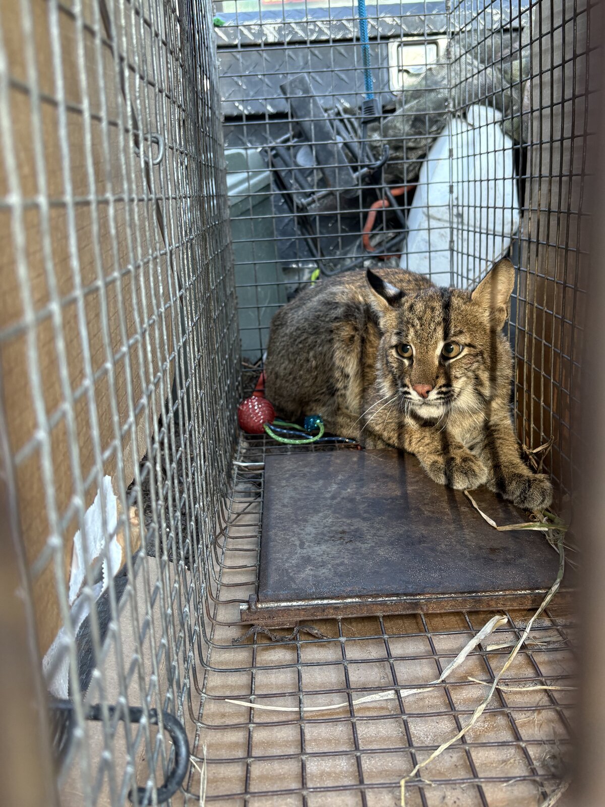 The Difference Between Wildlife Sightings and Wildlife Infestations