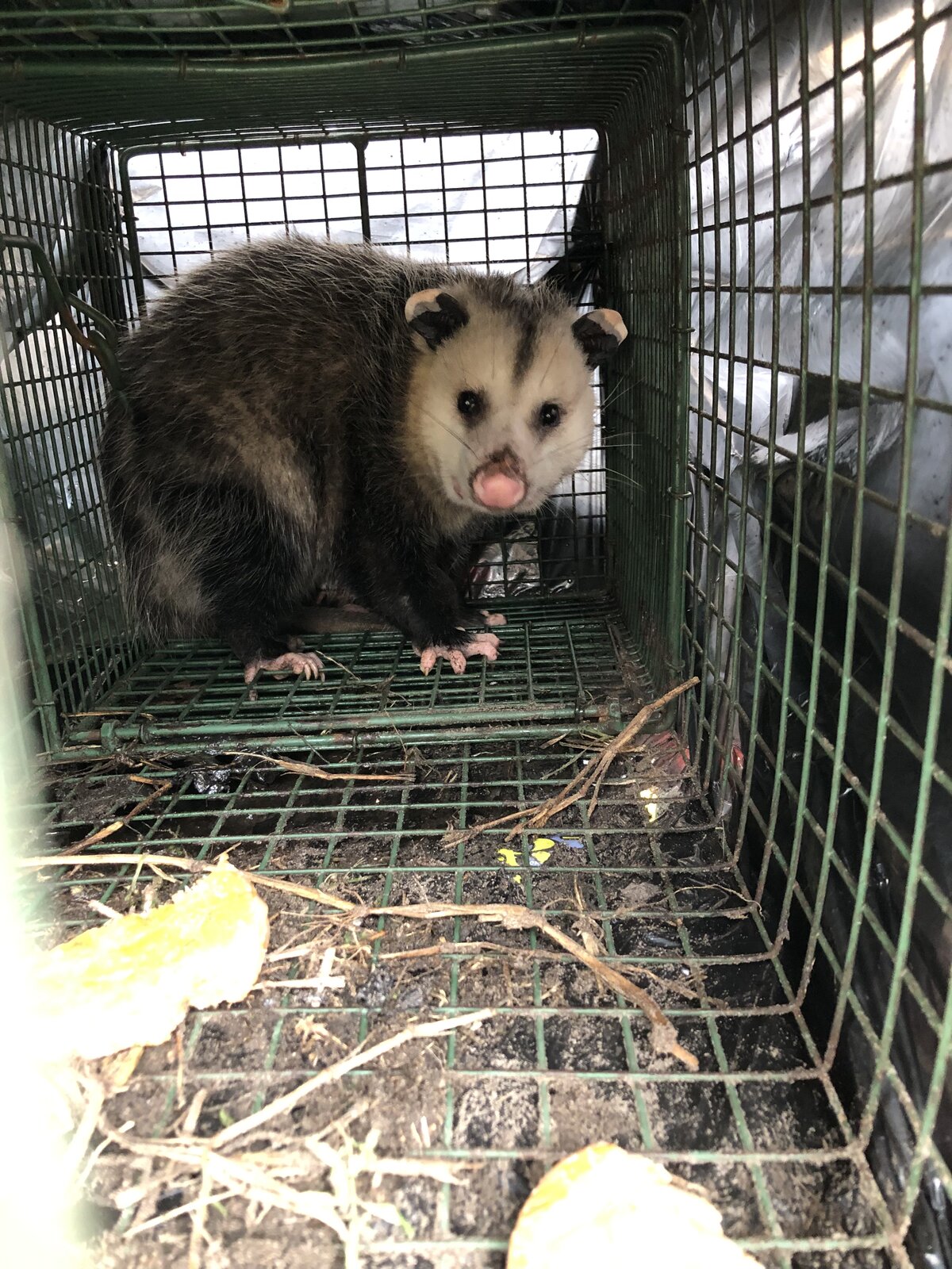 Opossums Around the Home: Helpful or Harmful?