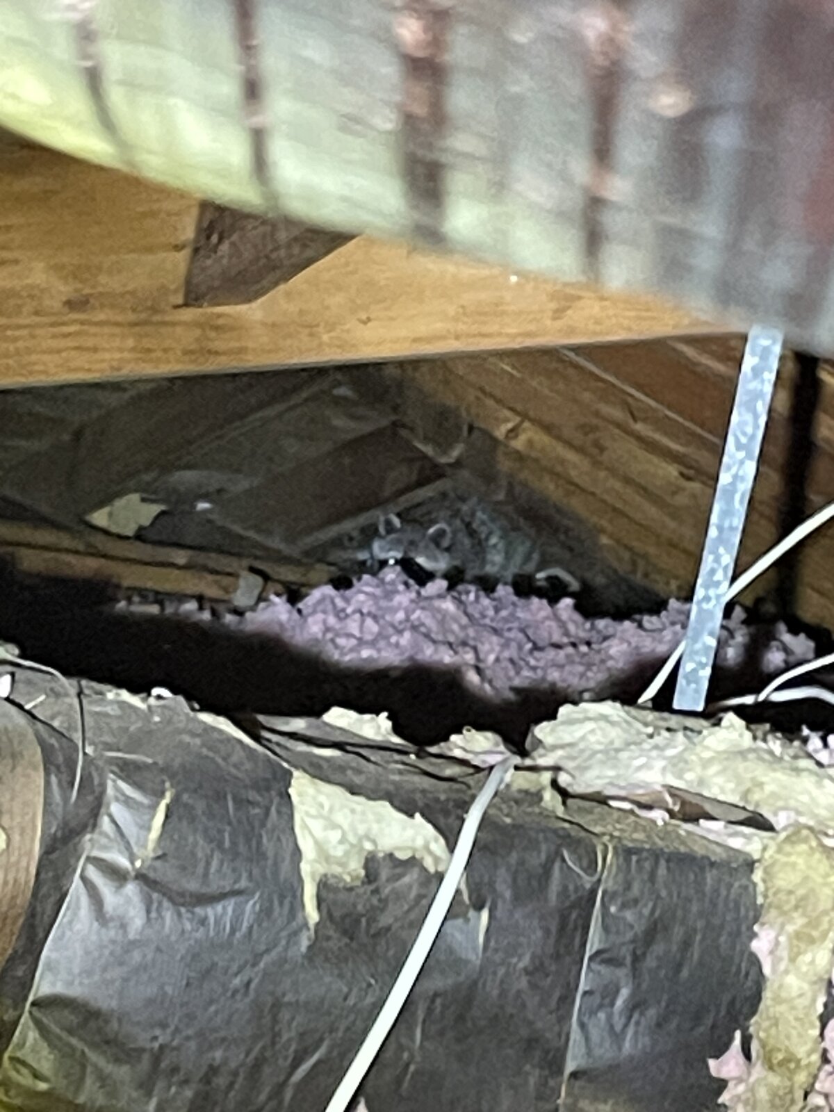 Wildlife Diseases Homeowners Should Know About