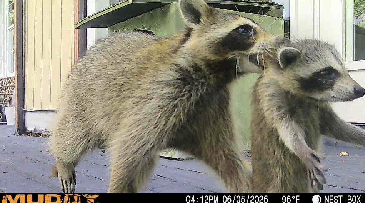 Raccoons in the Attic: Why Summer Is a Busy Season