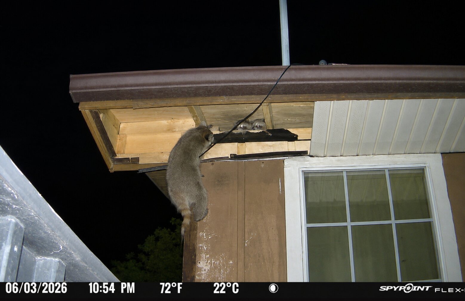 Wildlife Entry Points Every Homeowner Should Check