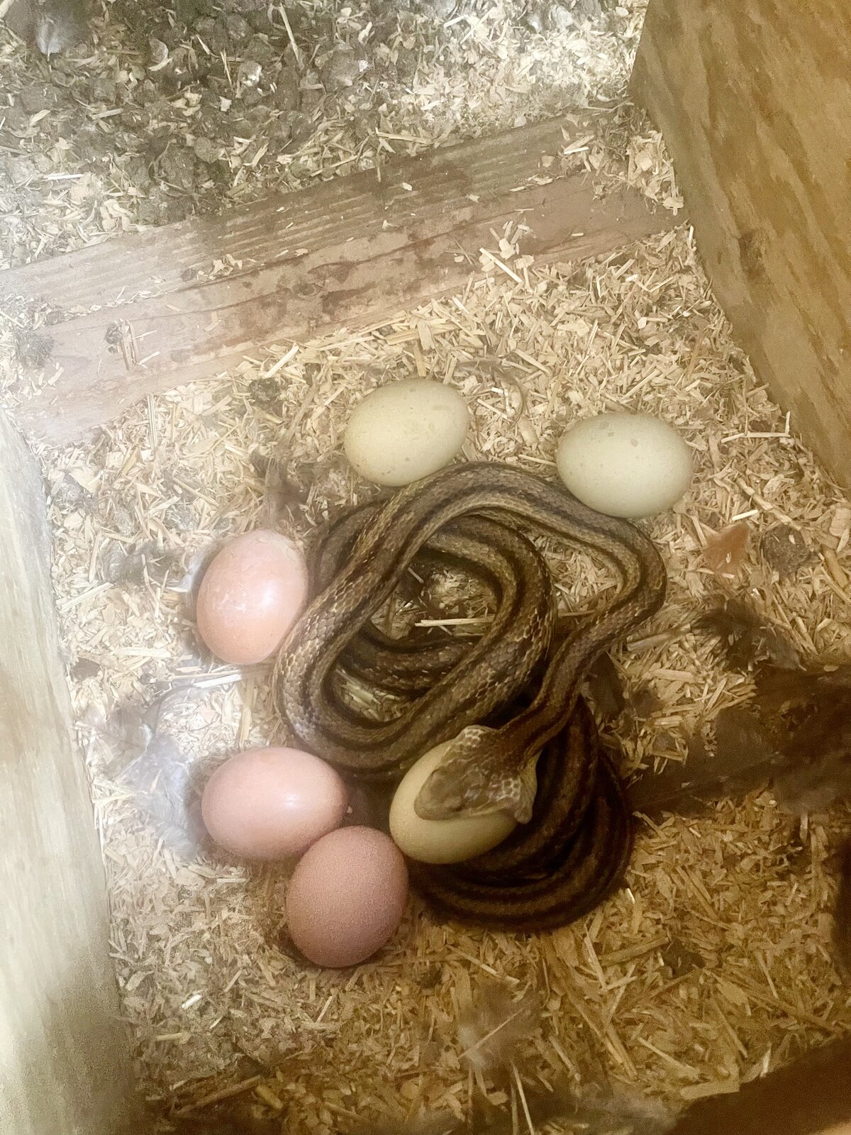 Snake Removal vs. Snake Prevention: Why Removal Alone Rarely Solves the Problem